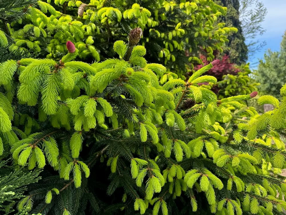 Picea abies 'Acro-Yellow' | Acro-Yellow Norway Spruce
