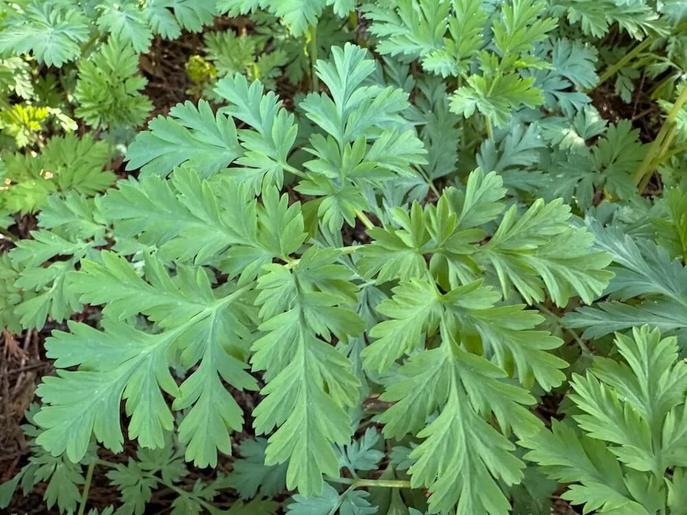 Dicentra formosa 03.jpeg