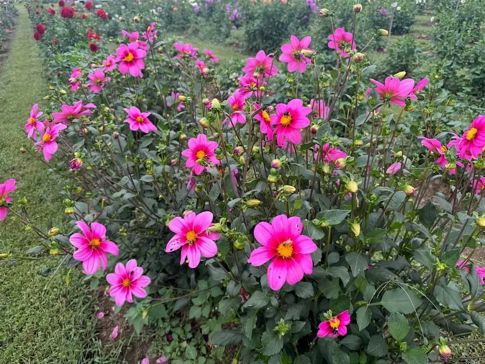 Dahlia 'Sharon Louise' 03.jpeg