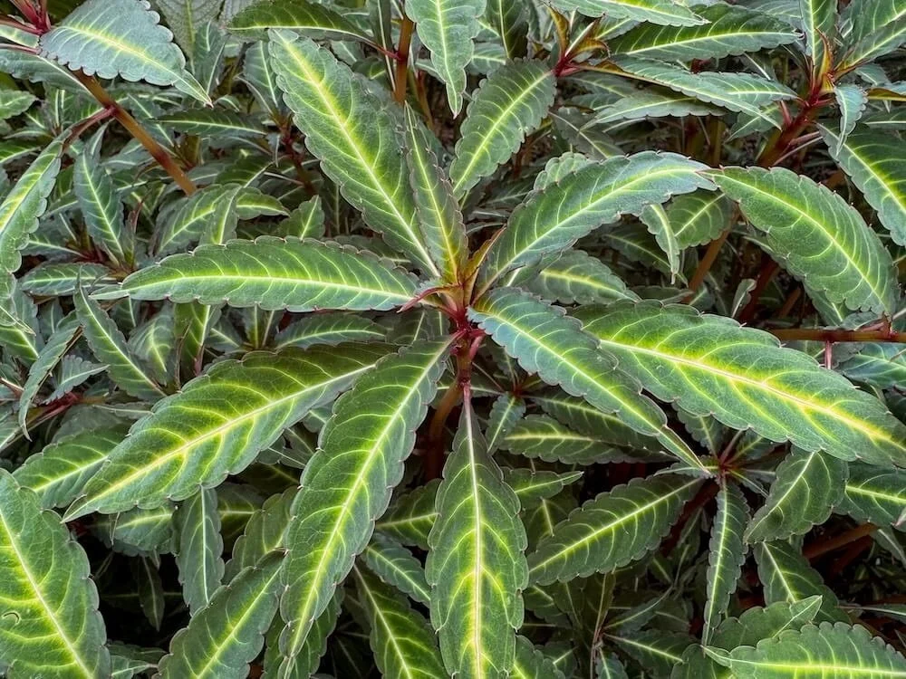 Impatiens omeiana 07.jpeg