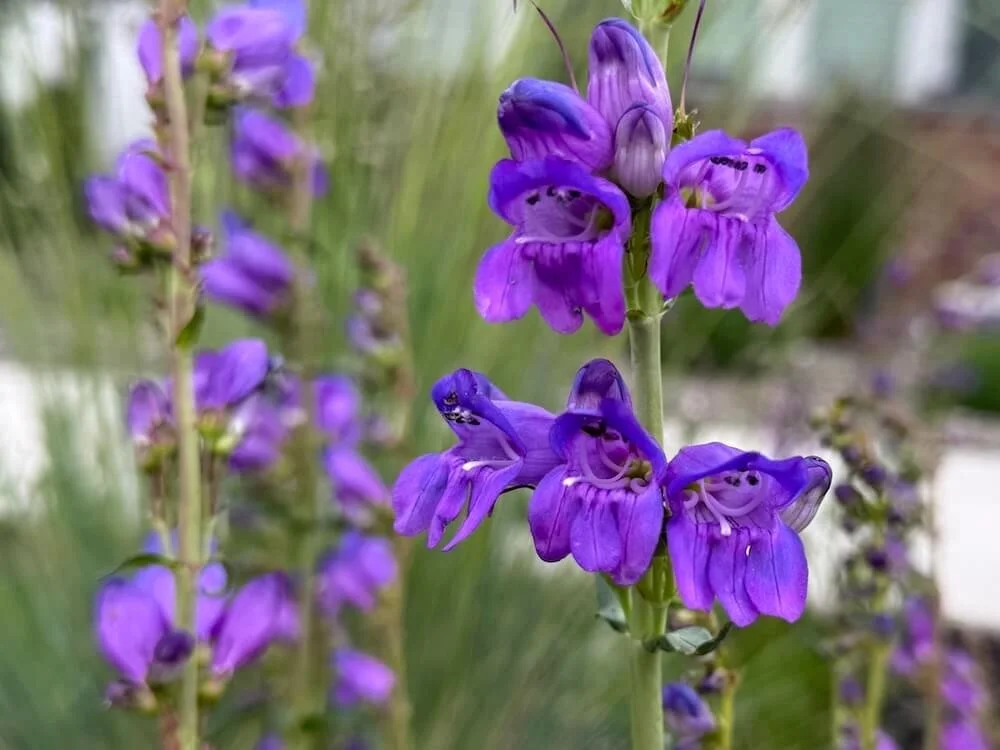 Penstemon strictus 01.jpeg