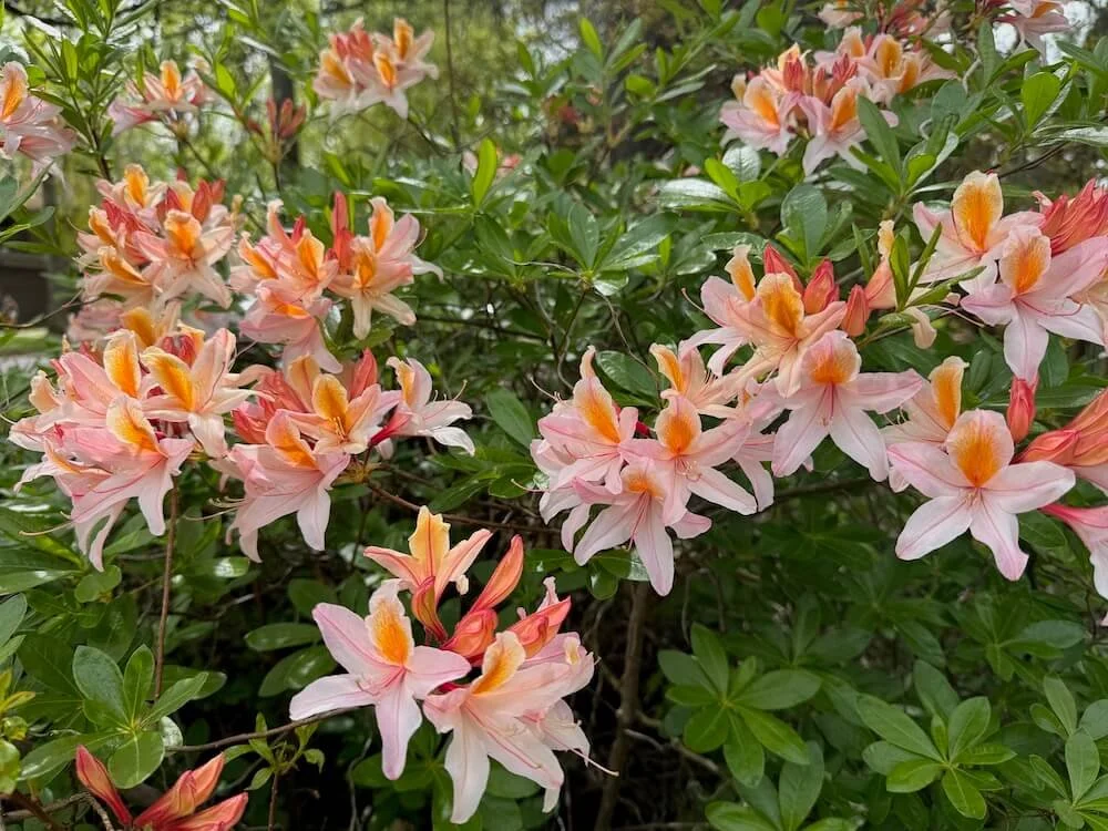 Rhododendron occidentale 04.jpeg