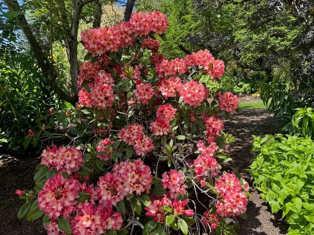 Rhododendron 'Fire Rim' 03.jpeg