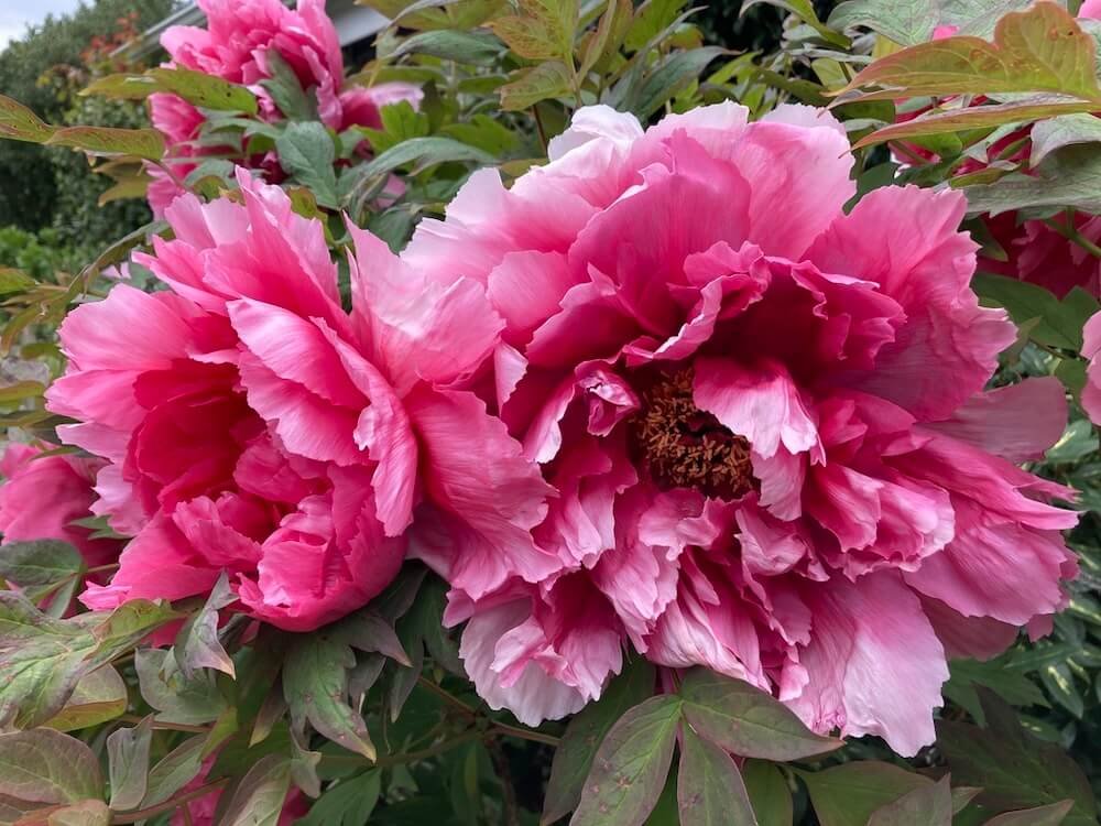 Paeonia x suffruticosa 'Zi Er Qiao' 04.jpeg