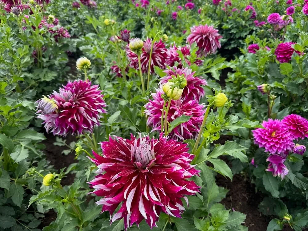 Dahlia 'My Hero' 04.jpeg