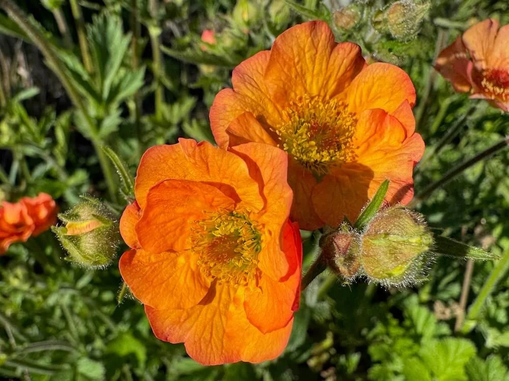 Geum rivale 'Marmalade' | Marmalade Avens