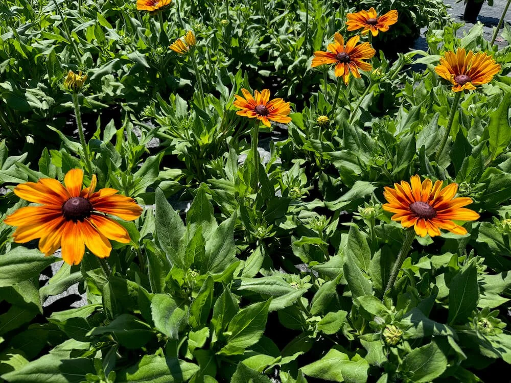 Rudbeckia hirta Sunbeckia 'Luna' 03.jpeg