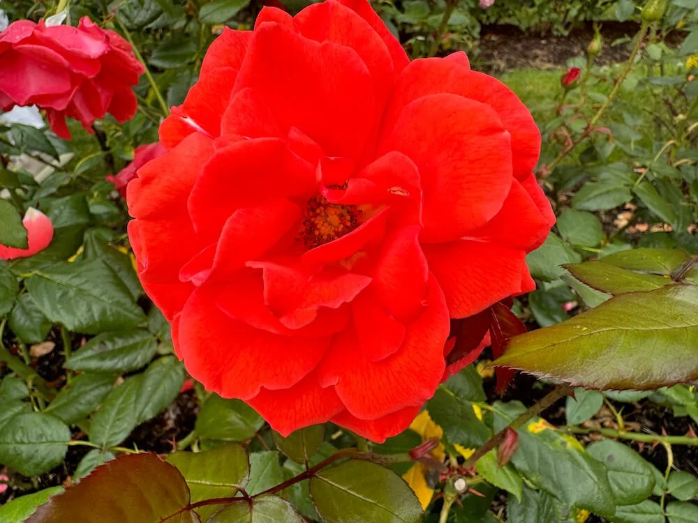 Rosa 'Lasting Peace' 03.jpeg