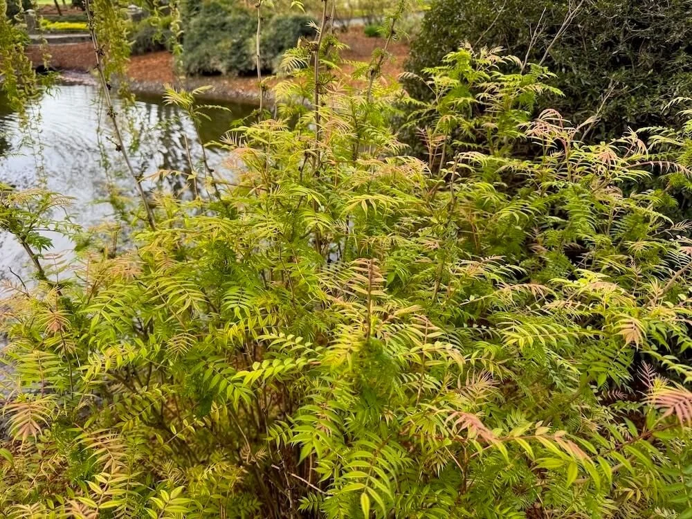 Sorbaria sorbifolia 'Sem' 03.jpeg