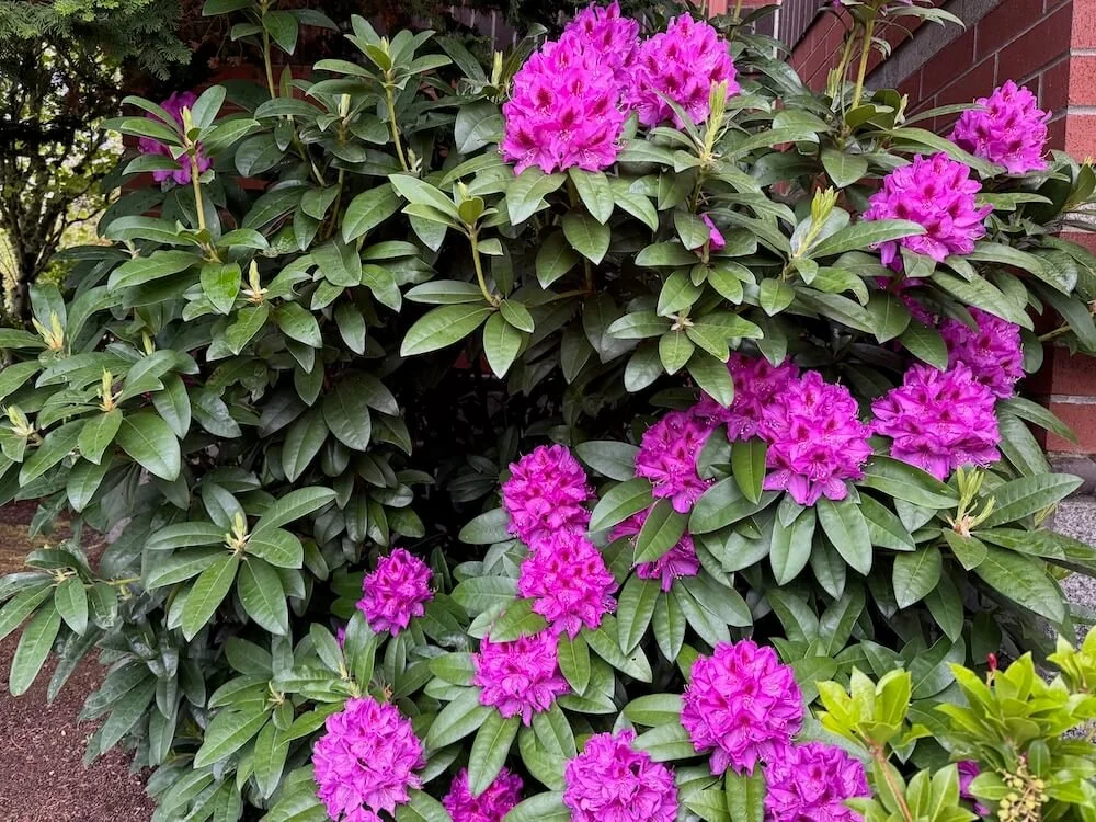 Rhododendron 'Anah Krusche' 03.jpeg