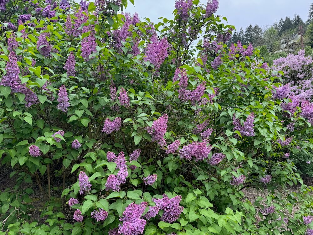 Syringa x 'Old Glory' 03.jpeg