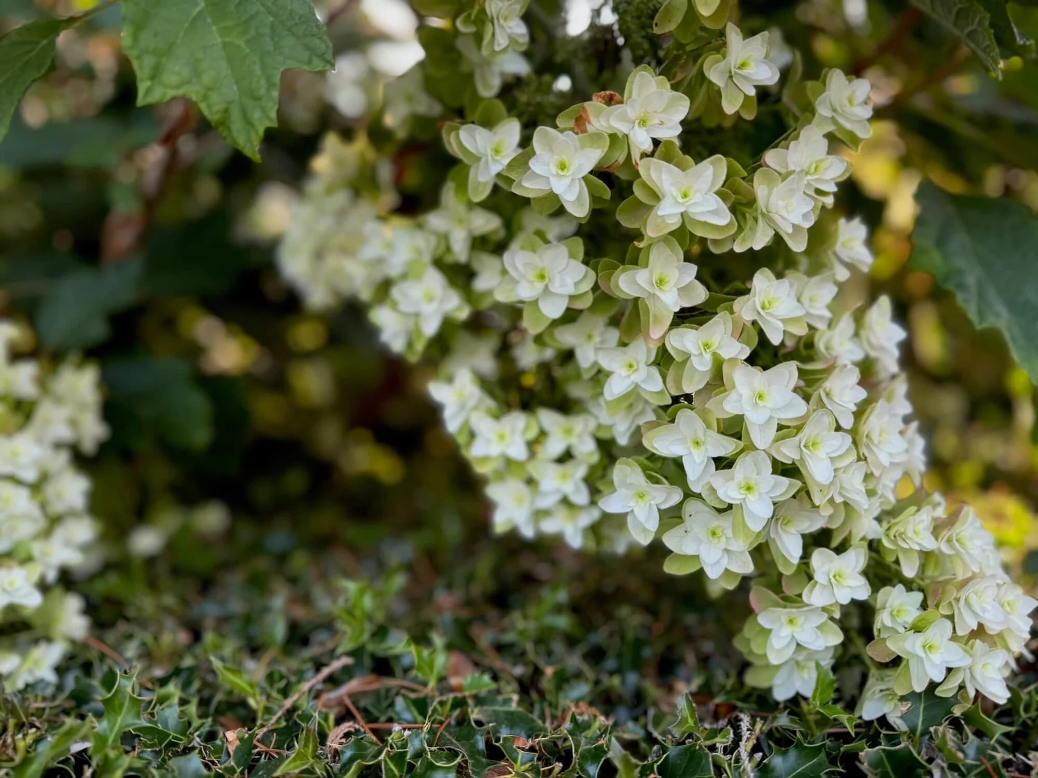 Gray Barn Nursery (Redmond) — Northwest Blooms