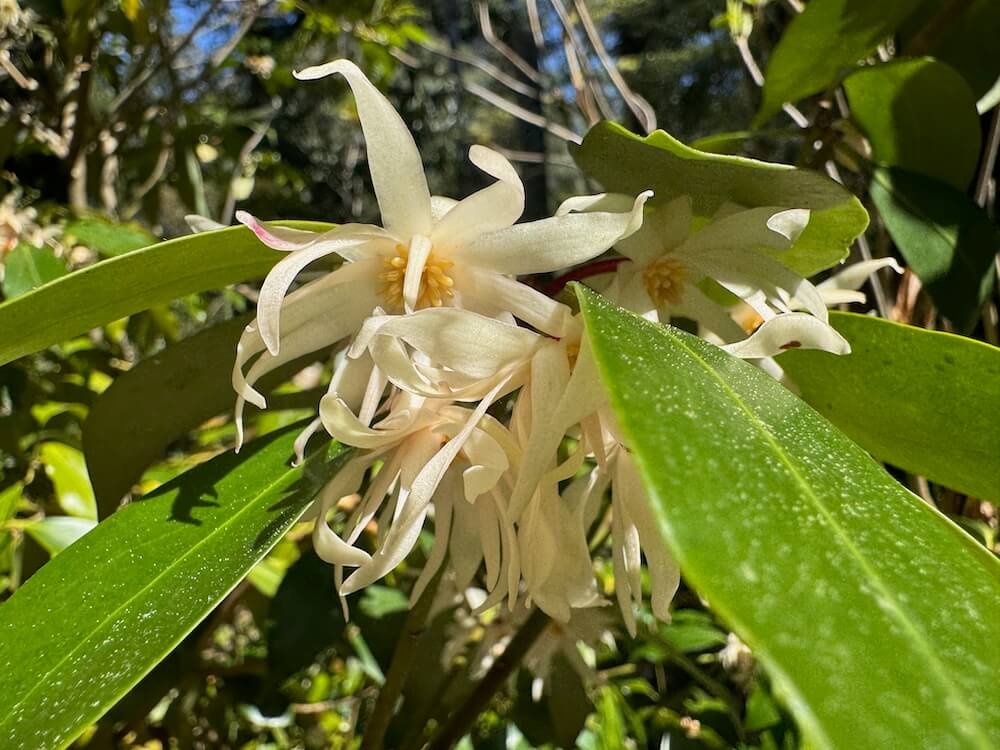 Illicium anisatum 04.jpeg