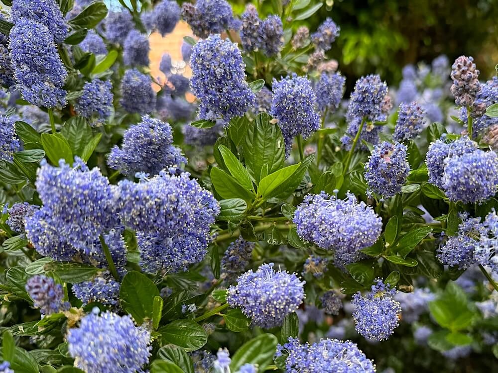 Ceanothus thyrsiflorus 'Victoria' 01.jpg