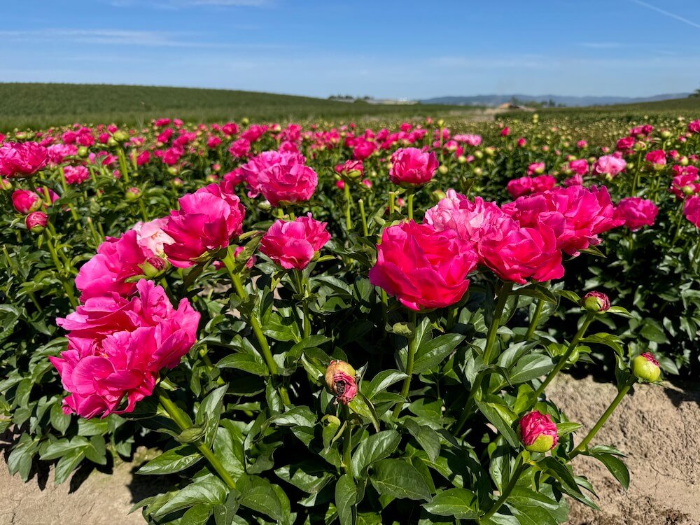 Paeonia lactiflora 'Paula Fay' 02.jpeg