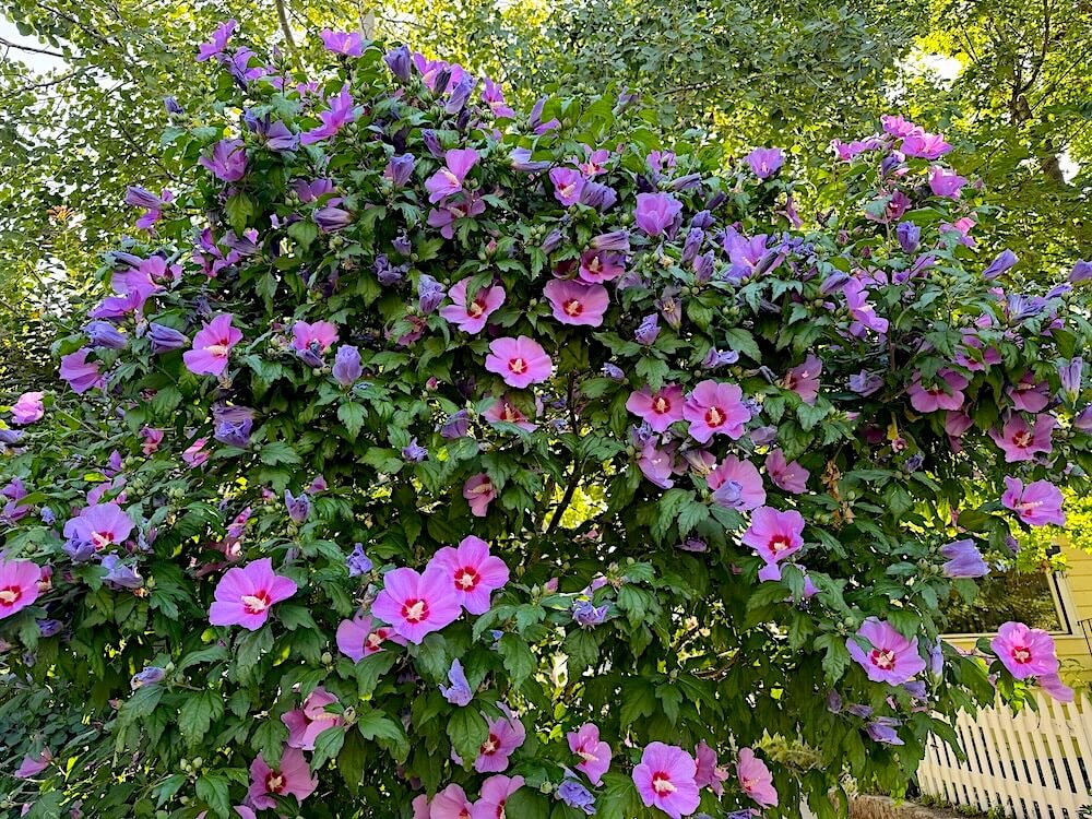 Hibiscus syriacus x paramutabilis 'Rose Moon' 03.jpeg