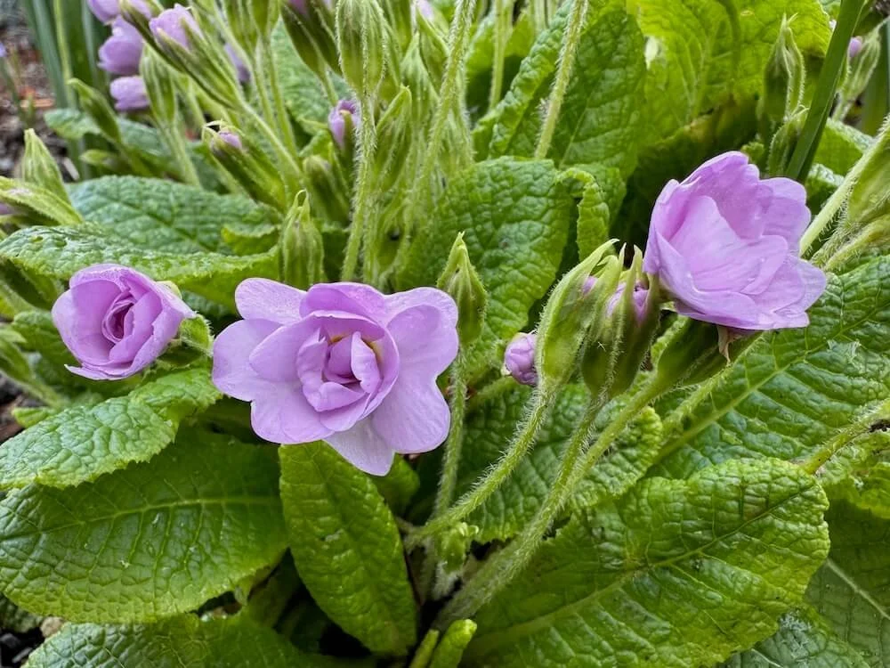 Primula vulgaris 'Lilacina Plena' | Double Lilac Primrose