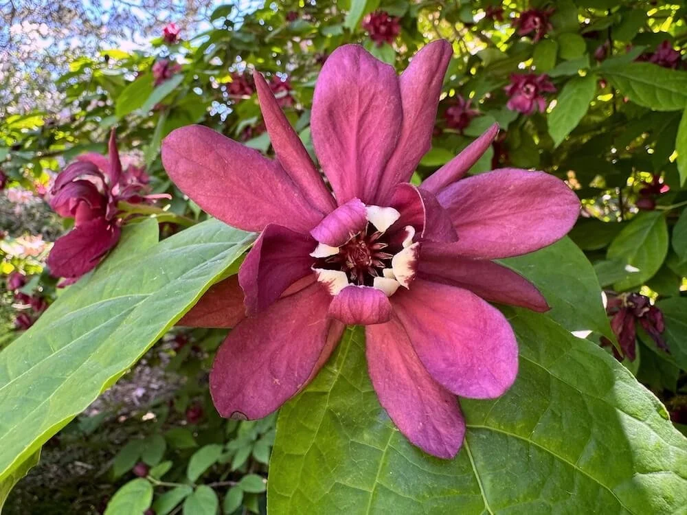 Calycanthus 'Hartlage Wine' 06.jpeg