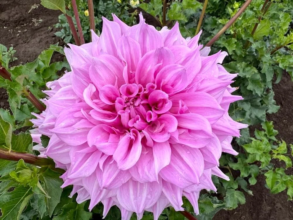 Dahlia 'Vera Seyfang' 02.jpeg