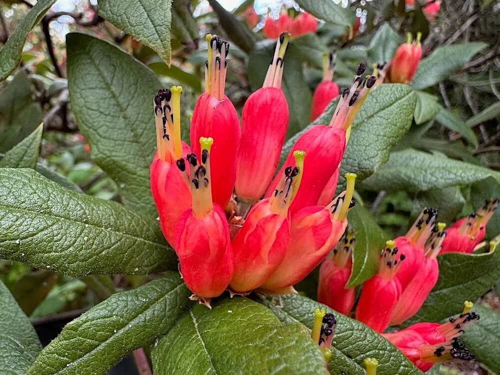 Rhododendron spinuliferum 04.jpeg