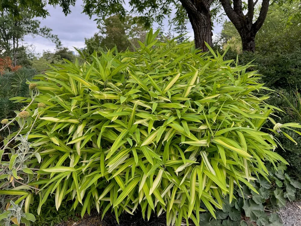 Pleioblastus viridistriatus 02.jpeg