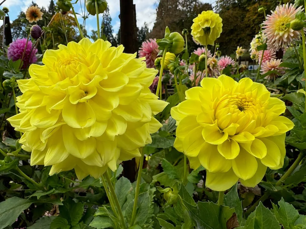 Dahlia 'Clearview Ruffles' 02.jpeg