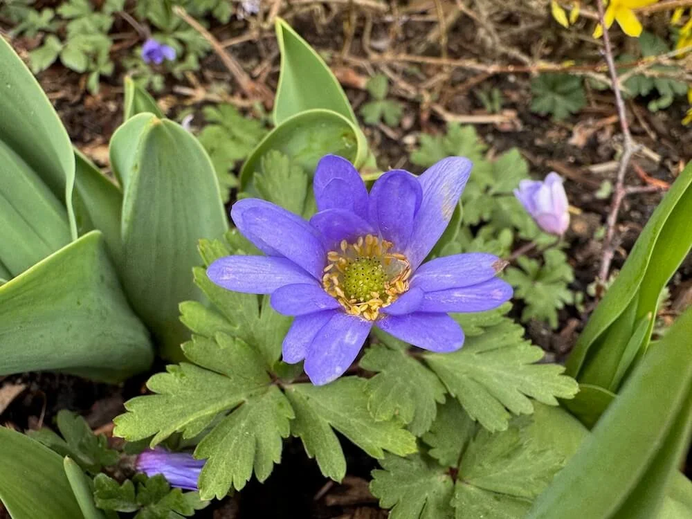 Anemonoides blanda 02.jpeg