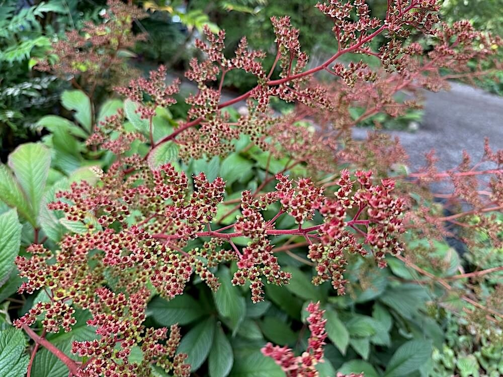 Rodgersia pinnata 'Bronze Peacock' 07.jpeg