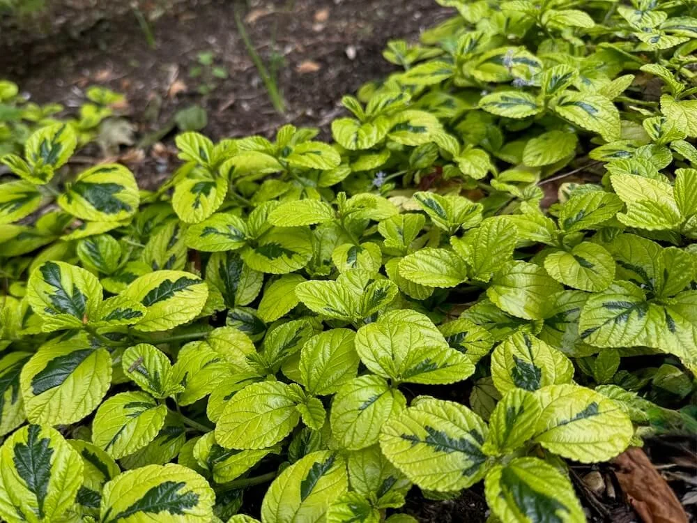 Ceanothus griseus var. horizontalis 'Diamond Heights' 06.jpeg