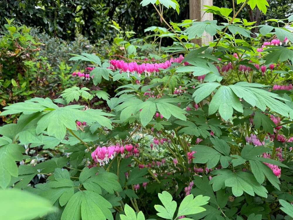 Lamprocapnos spectabilis 05.jpeg