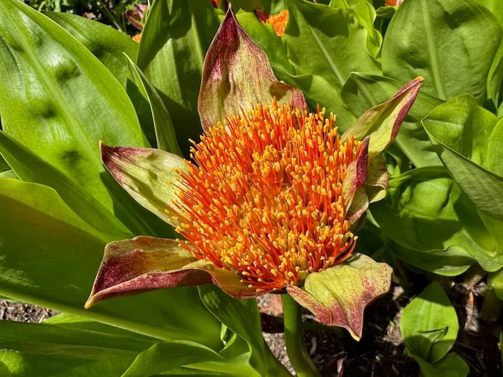 Scadoxus puniceus 02.jpeg