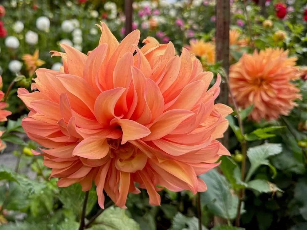 Dahlia 'Allen's Phoenix' 02.jpeg