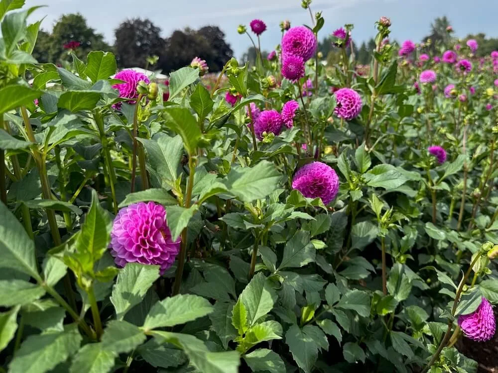 Dahlia 'Mary Munns' 03.jpeg