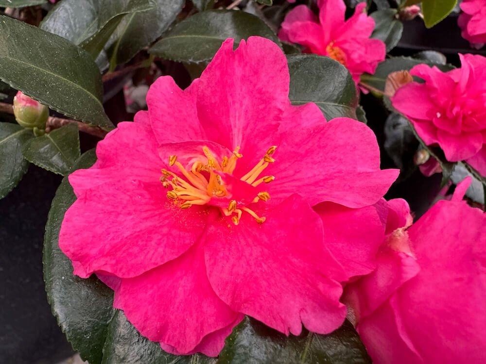 Camellia sasanqua 'Shishi Gashira' 02.jpeg