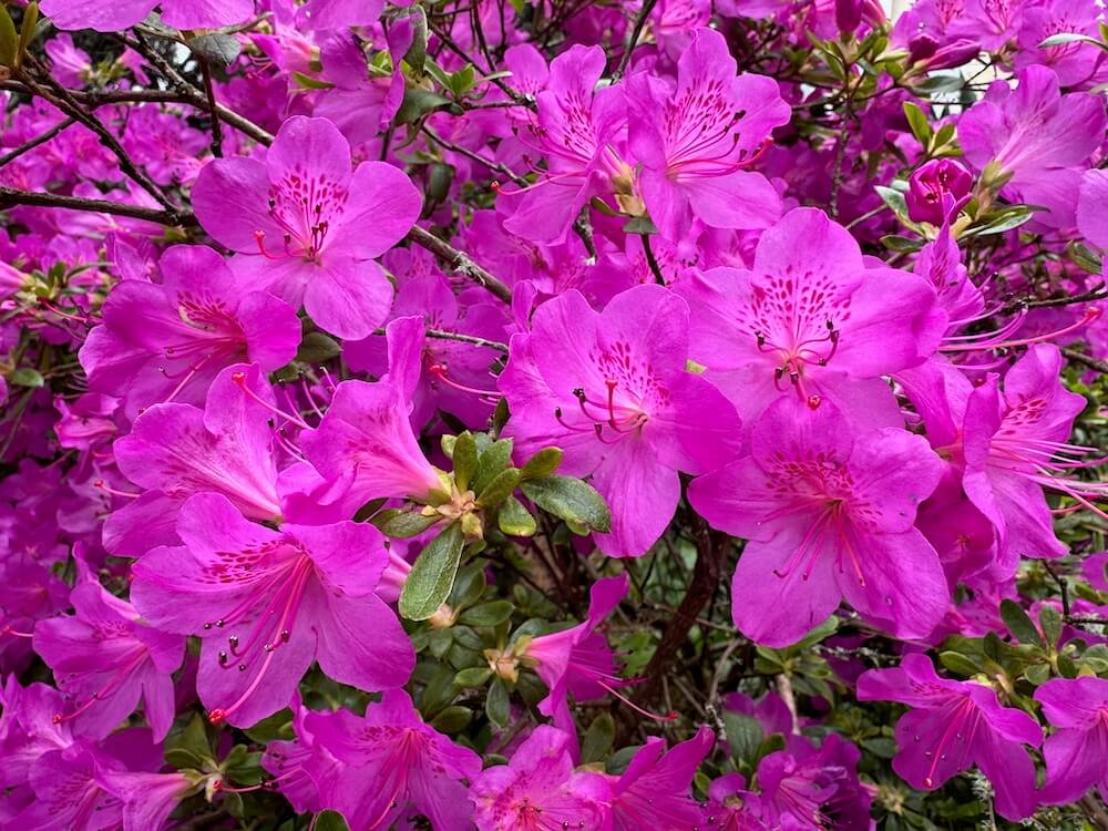 Rhododendron ‘Blue Danube’ 02.jpeg