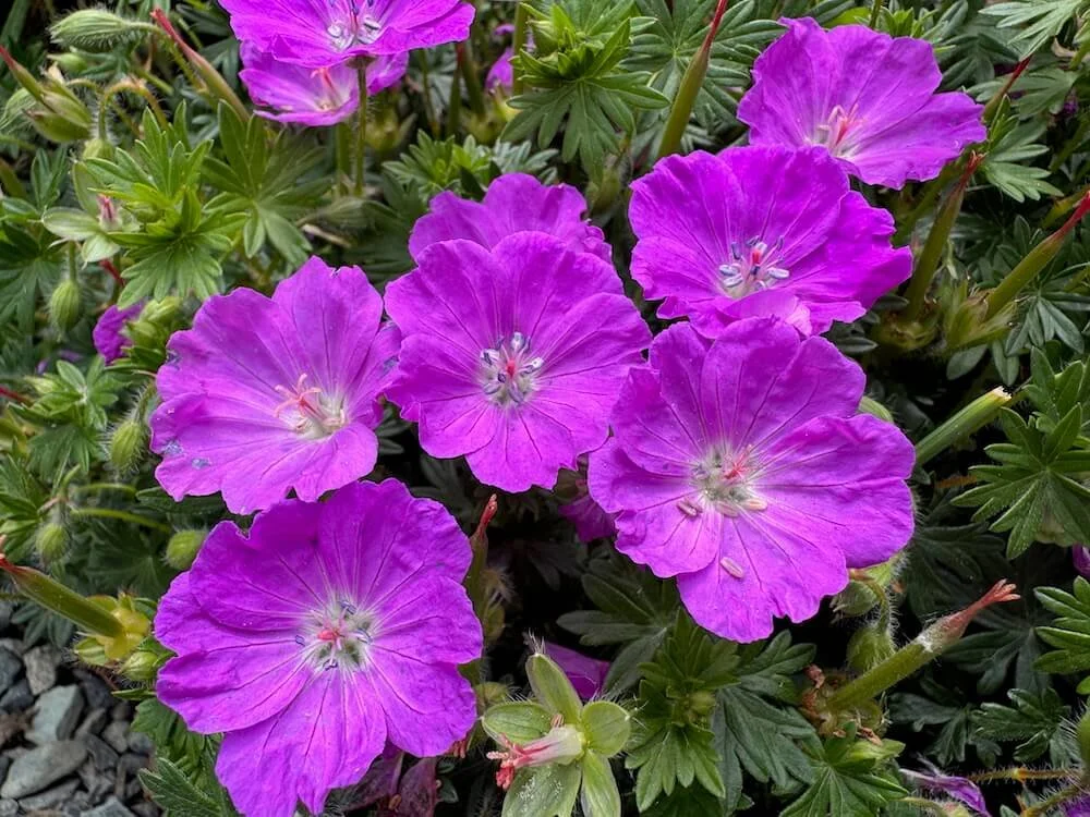 Geranium sanguineum ‘Max Frei’ | Max Frei Cranesbill