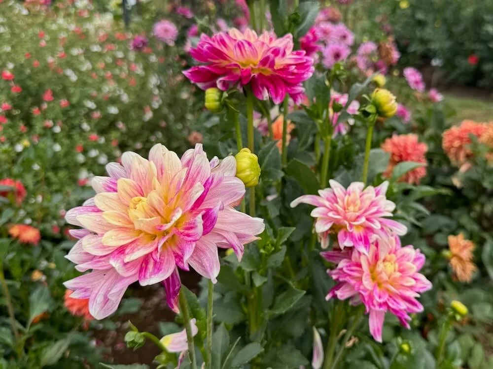 Dahlia 'Mamacita' 08.jpeg