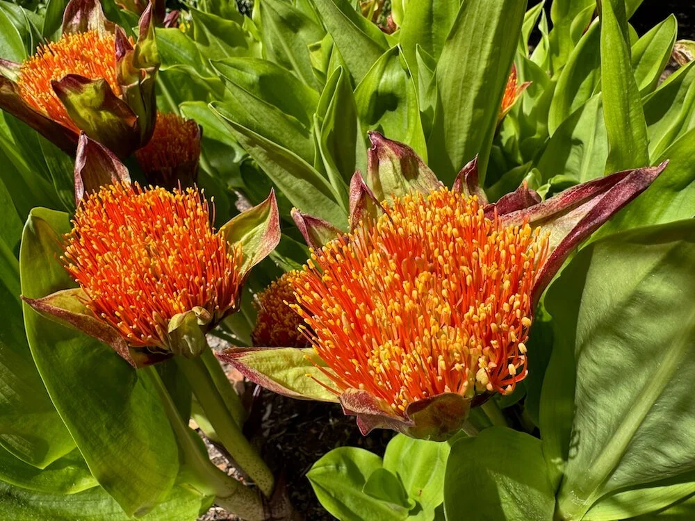 Scadoxus puniceus | Paintbrush Lily