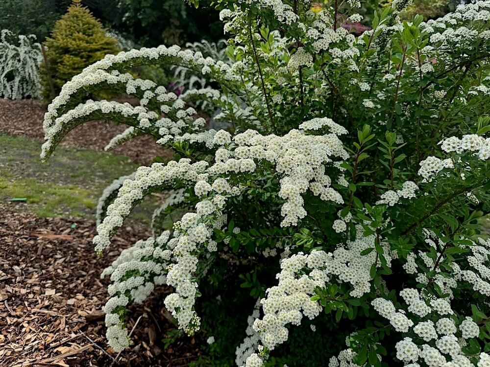Spiraea nipponica | Snowmound Spiraea