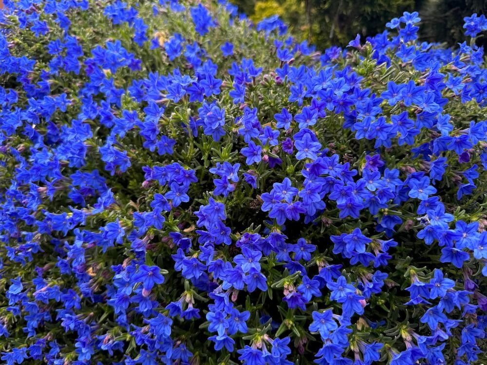 Lithodora diffusa 'Grace Ward' 11.jpeg