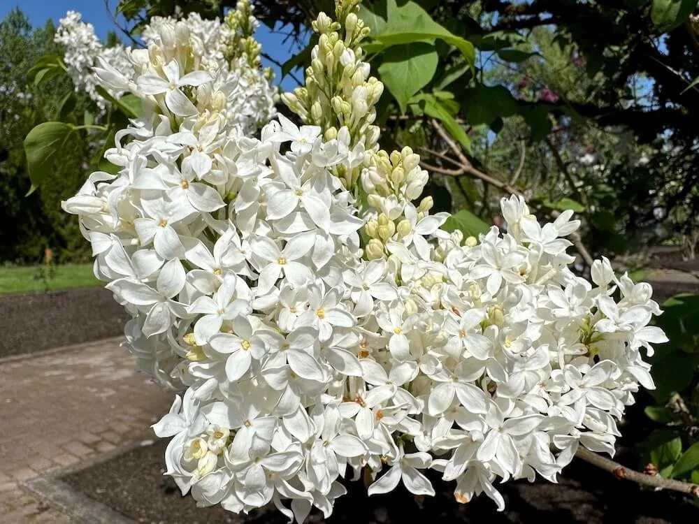 Syringa Vulgaris 'Angel White' 04.jpeg