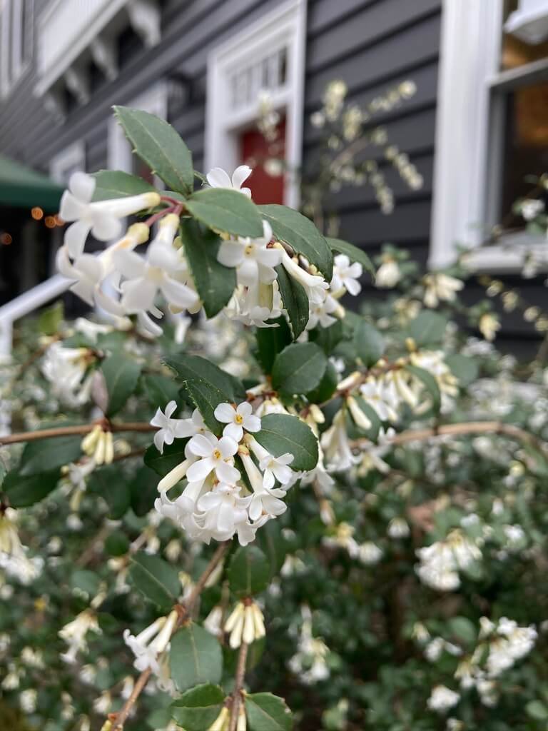 Osmanthus delavayi 03.jpeg