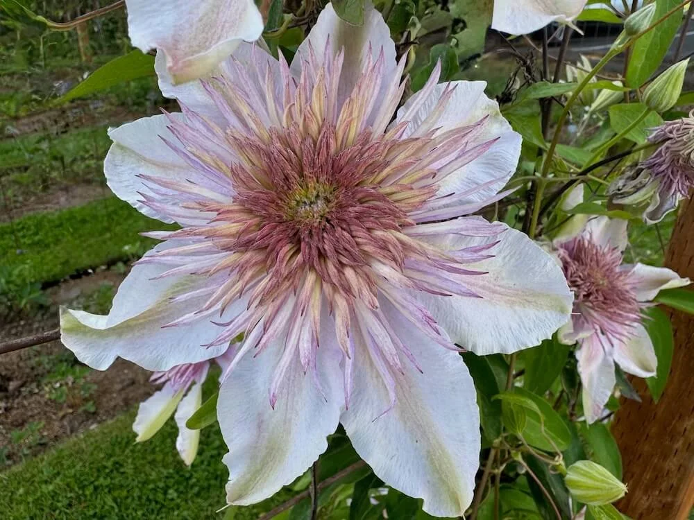 Clematis 'Moonglow' 03.jpeg