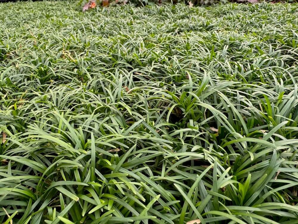 Ophiopogon japonicus 'Nanus' 05.jpeg