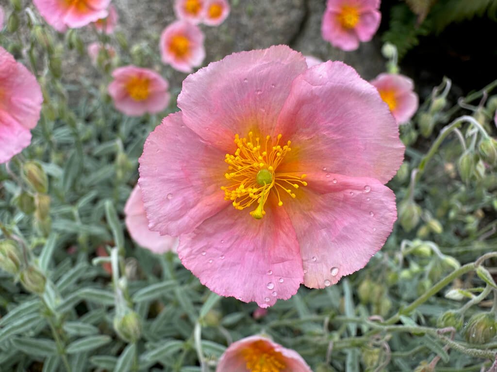 Helianthemum nummularium 'Wisley Pink' 03.jpeg