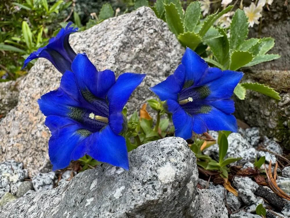 Gentiana acaulis | Trumpet Gentian