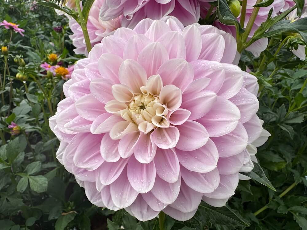 Dahlia 'Randi Dawn' 02.jpeg