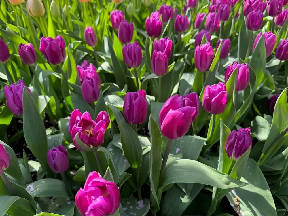 Tulipa 'Saigon' | Saigon Triumph Tulip