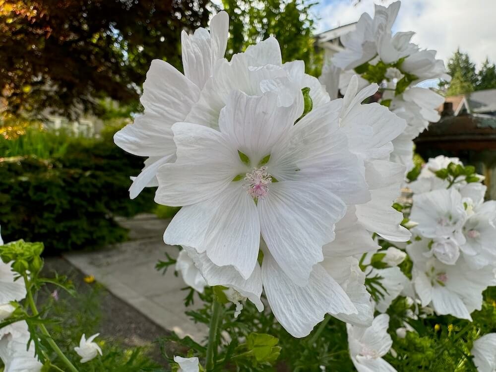 Malva moschata f. alba | White Musk Mallow