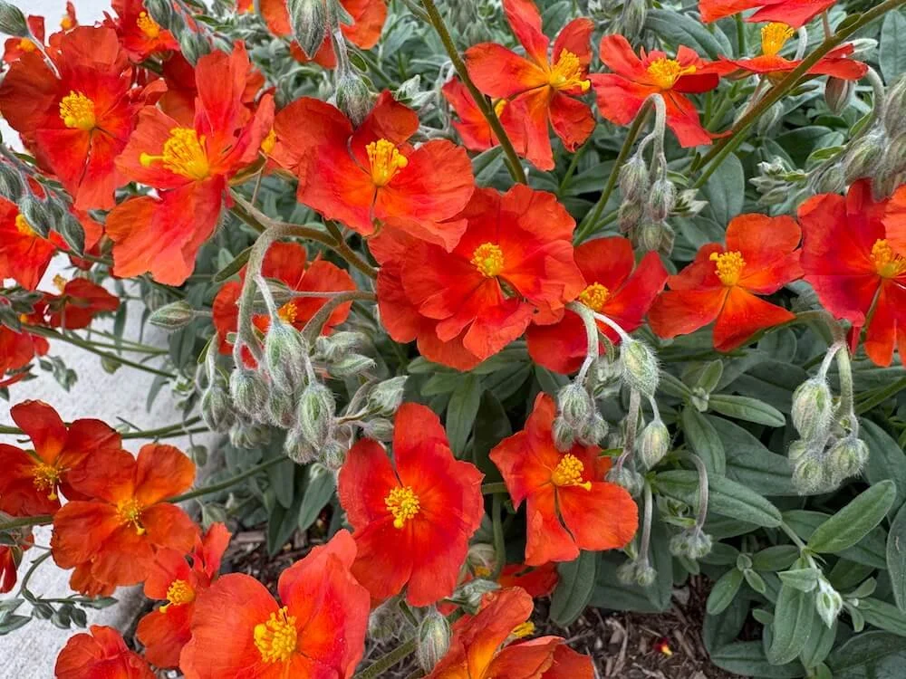 Helianthemum 'Henfield Brilliant' 08.jpeg